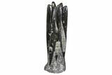 Tall Tower Of Polished Orthoceras (Cephalopod) Fossils #138379-1
